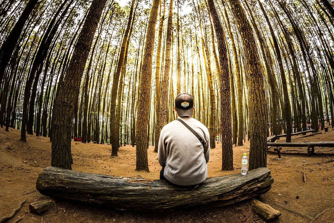 people, man, waiting, alone, thinking, bench, nature, trees, plant, wood, sky, sunset, sunshine, brown thinking, brown alone, brown sunshine, brown think, waiting, waiting, waiting, waiting, waiting, alone